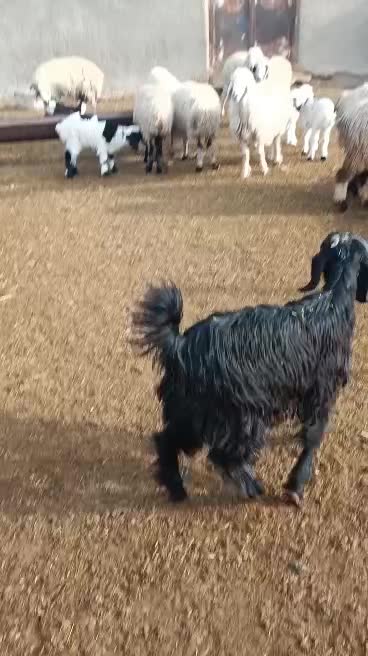 گوسفند|حیوانات مزرعه|خرامه, |دیوار