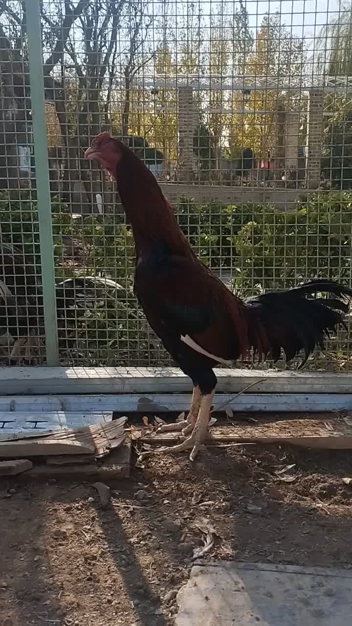 سلام دو عدد خروس لاری|حیوانات مزرعه|هشتگرد, تهران دشت|دیوار