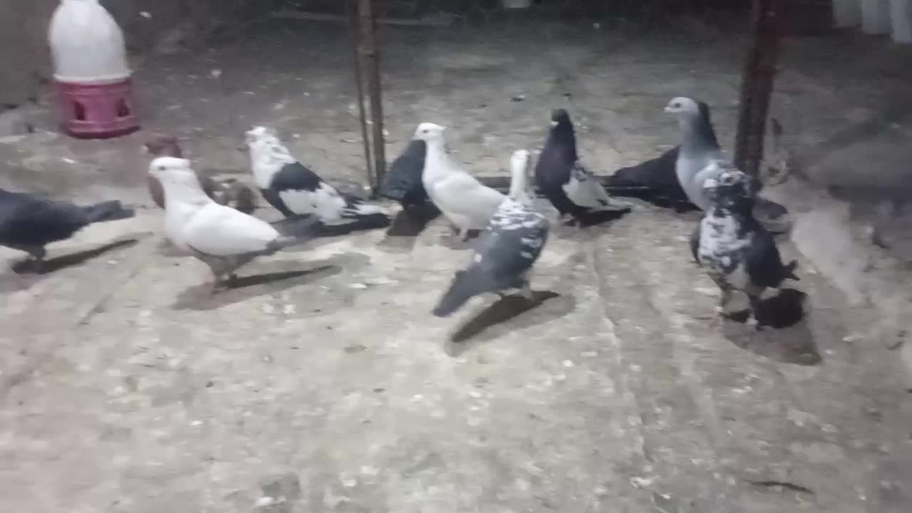 کفترجفتی تک پروندنی|پرنده|فسا, |دیوار