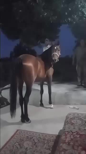 اسب ۳ ساله|اسب و تجهیزات اسب‌سواری|قزوین, |دیوار