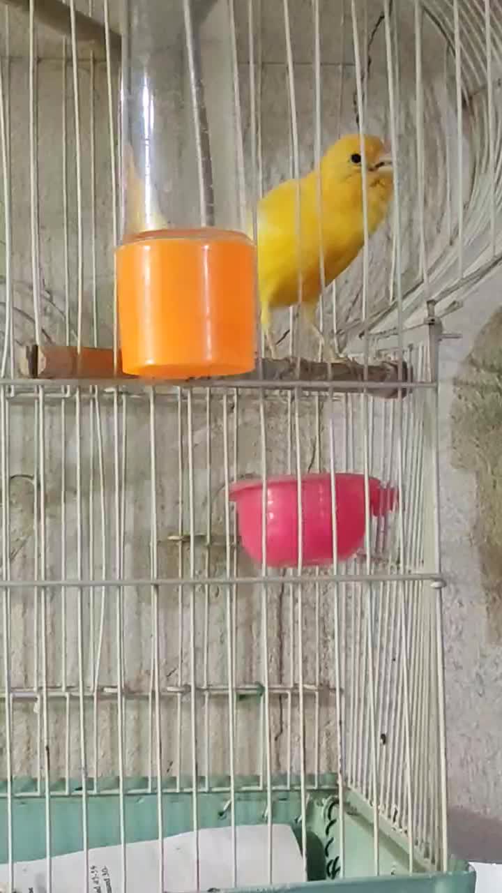 قناری نر پرتقالی بخون|پرنده|قم, نیروگاه|دیوار