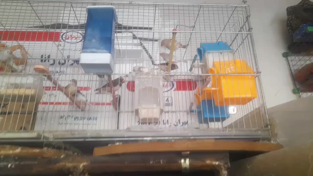 فنچ|پرنده|کنگاور, |دیوار