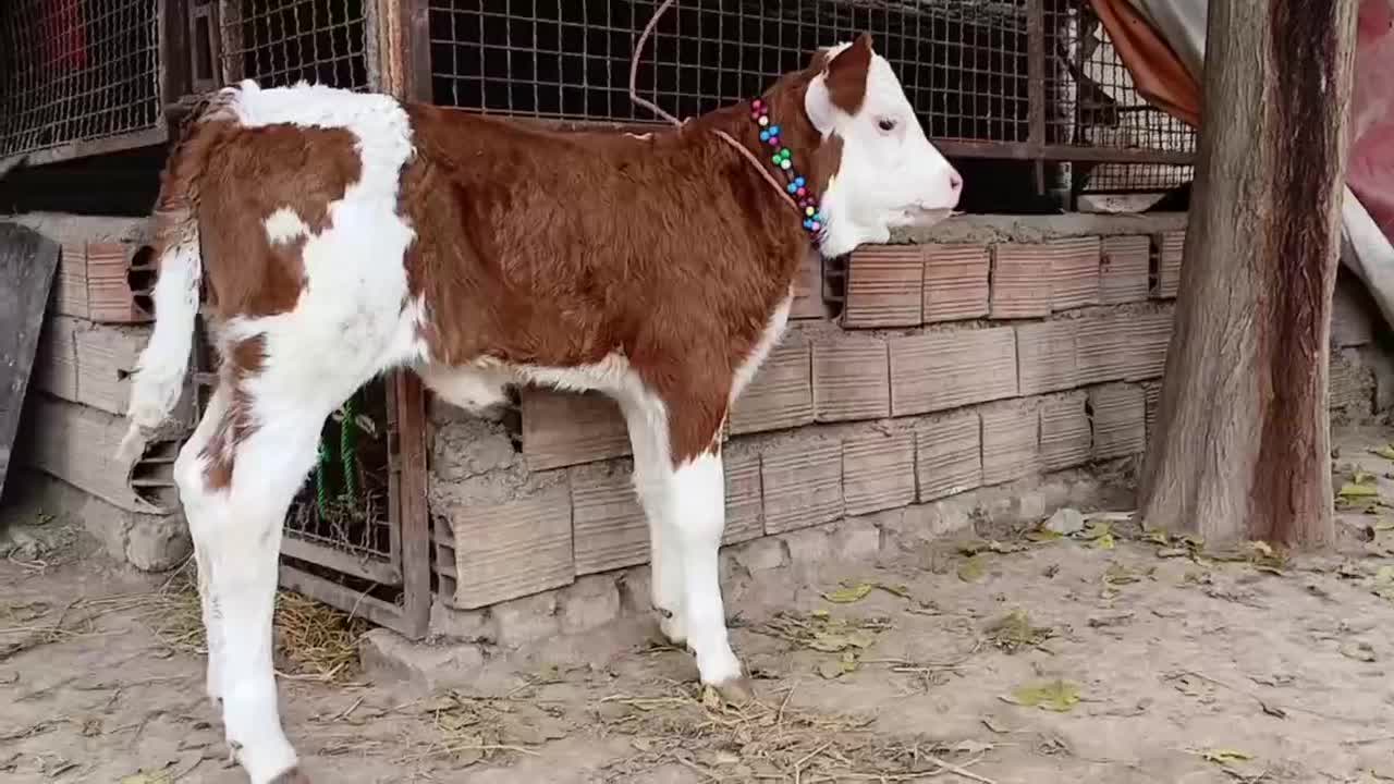 گوساله سیمینتال ماده قرمز شرابی اخرت جنس بالاگاو|حیوانات مزرعه|آق قلا, |دیوار