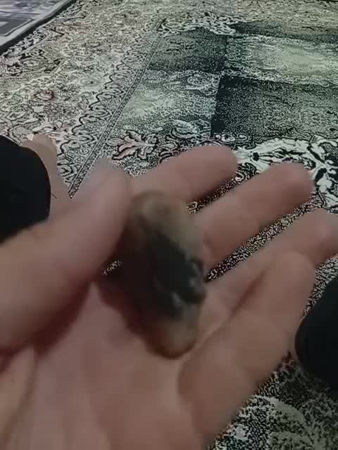 شجر|جواهرات|پارس‌آباد, |دیوار