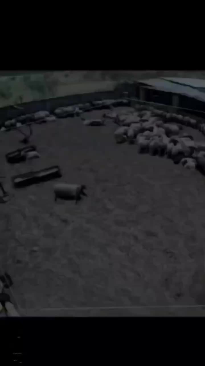 سیستم دزدگیر و تشخیص انسان از حیوان|دوربین مداربسته|قم, حنیف نژاد|دیوار