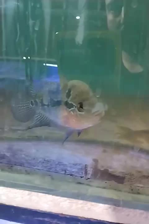 فلاور زد زد|ماهی|مشهد, سعد آباد|دیوار