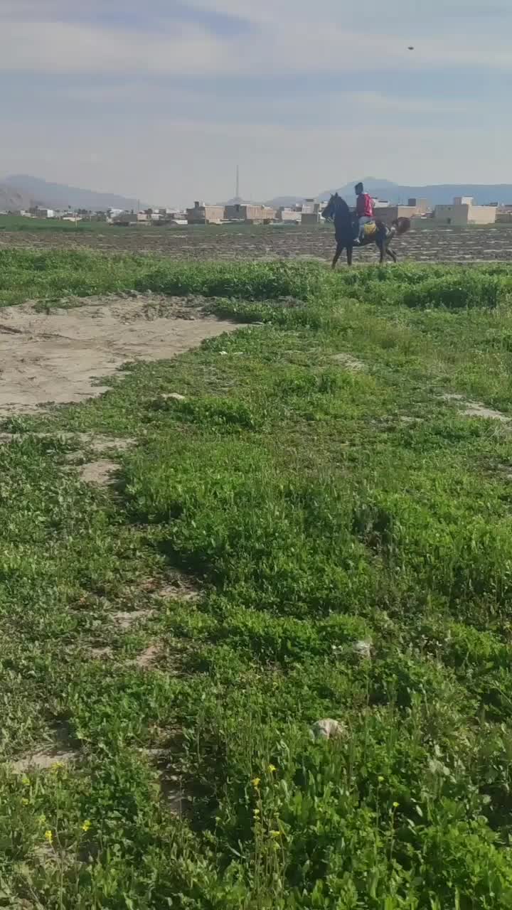 مادیان سواری دار جنگی همراه با کره هردو شجره قوی|اسب و تجهیزات اسبسواری|شیراز, گویم|دیوار