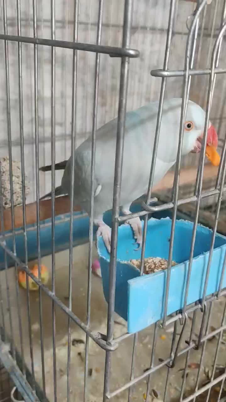 طوطی ملنگو اوپال آبی ماده مست با تست|پرنده|خاوران, |دیوار