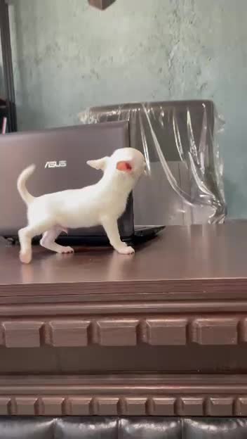 Chihuahua شیهواهوا ۷۰ روزه|سگ|تهران, منیریه|دیوار