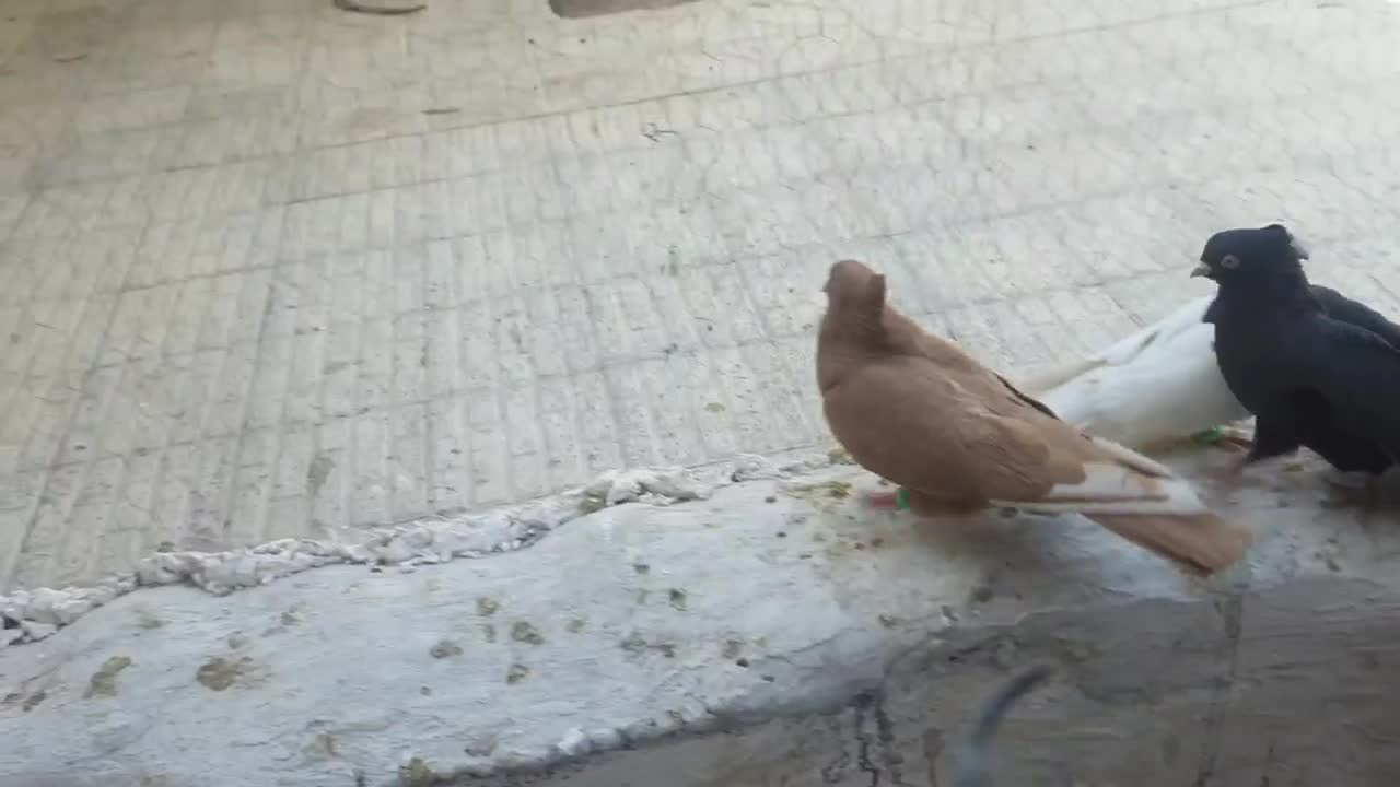 کفتر رنگی|پرنده|بهمن صغاد, |دیوار