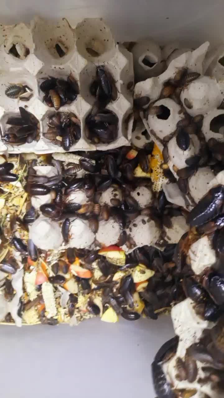 سوسک دوبیا روچ فیدر|خزنده|اصفهان, قلعه طبره|دیوار