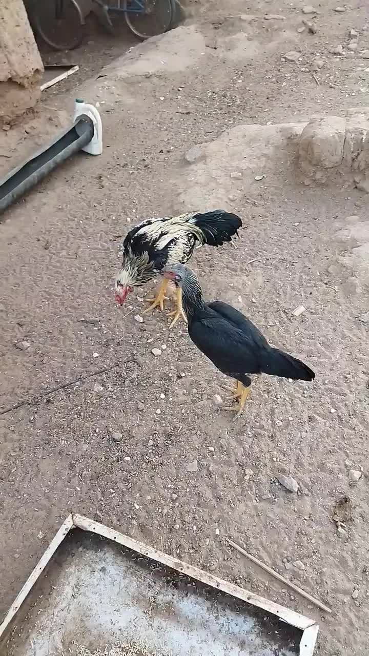 جفت لاری|حیوانات مزرعه|گناباد, |دیوار