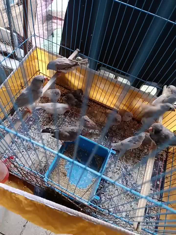 فنچ|پرنده|بندرعباس, |دیوار