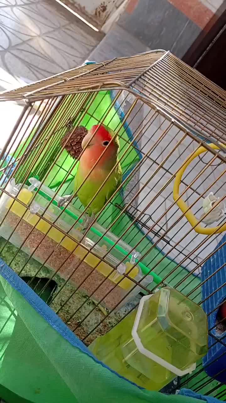 طوطی بریزیلی|پرنده|شاهرود, |دیوار