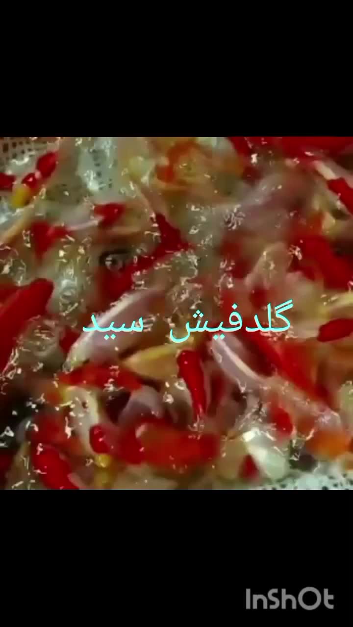 ماهی قرمز|ماهی|قره چای, |دیوار