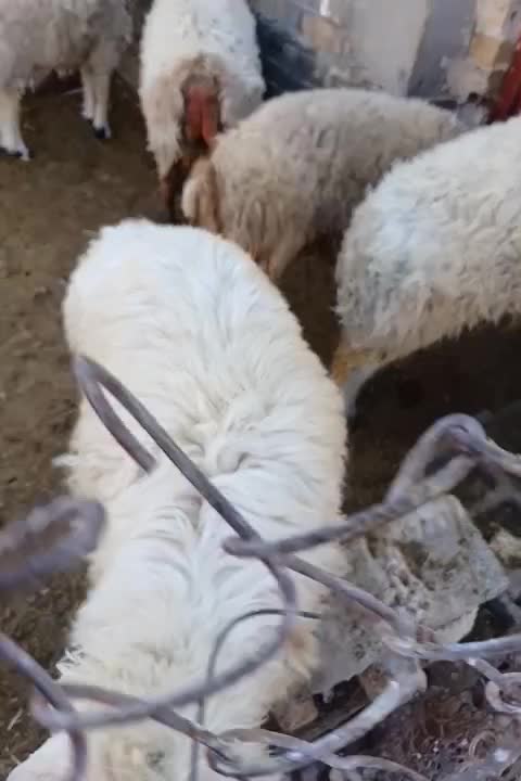 بره نر چاق|حیوانات مزرعه|ارسنجان, |دیوار