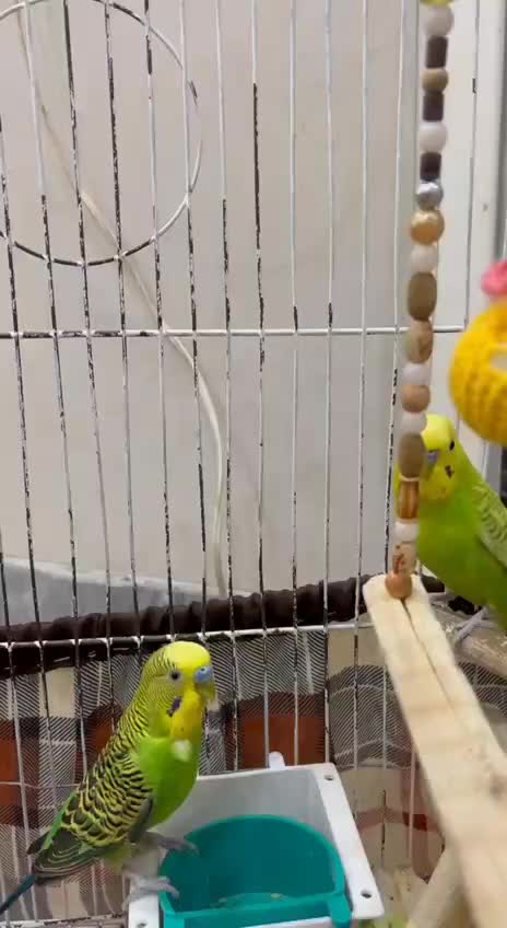 یه جفت مرغ عشق سالم 1 ساله|پرنده|کاشان, جمال آباد|دیوار