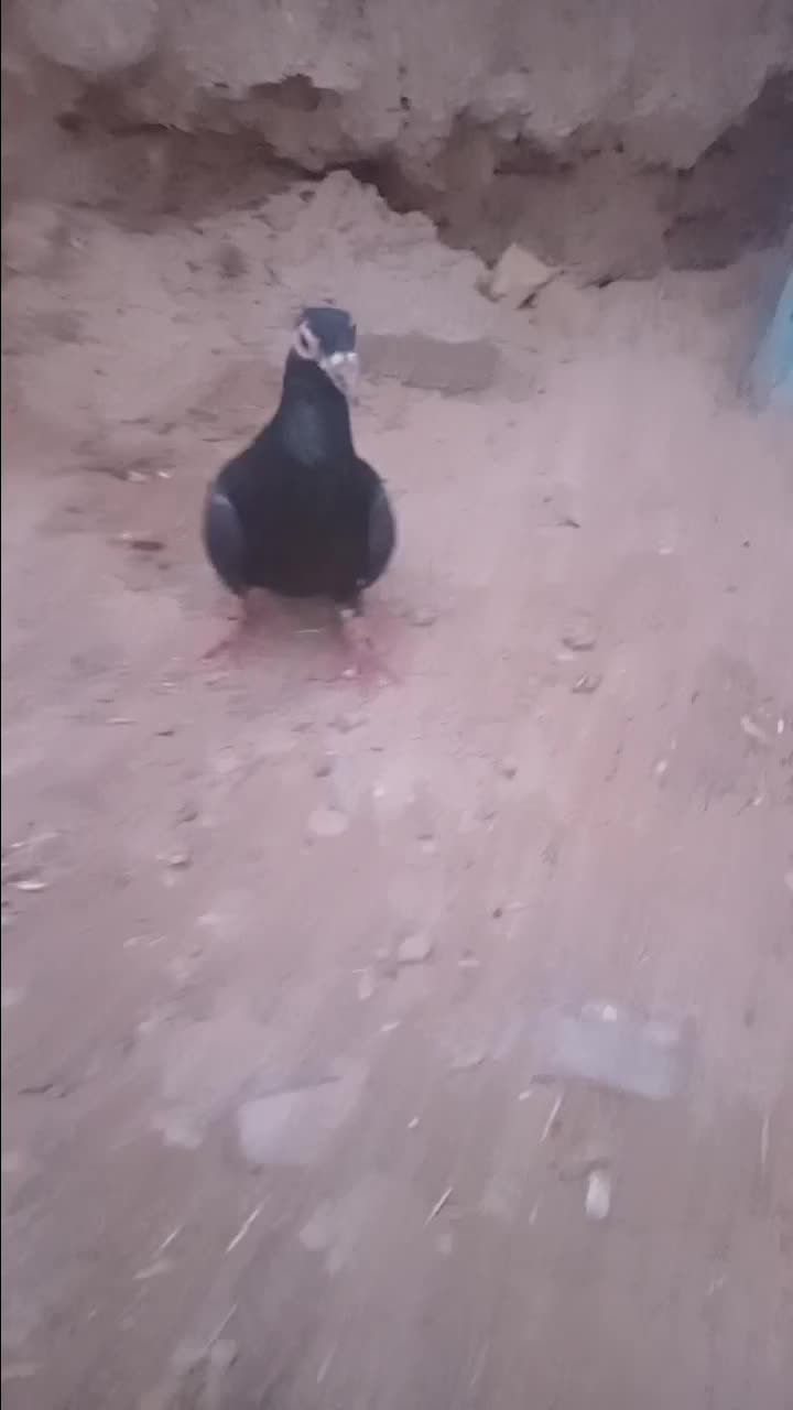 کفتر|پرنده|تایباد, |دیوار