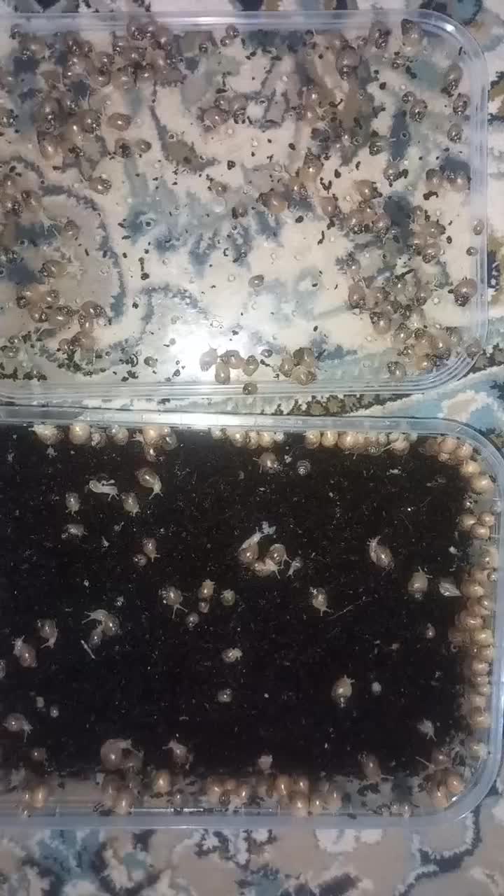 حلزون  پرورشی یک ماهه|خزنده|سربیشه, |دیوار