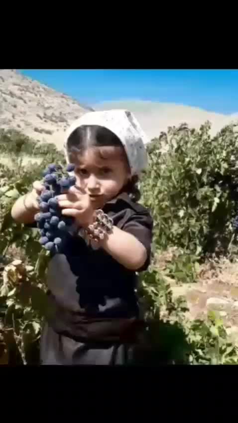 نهال انگور سردشت دیم|خدمات باغبانی و درختکاری|کرمان, |دیوار