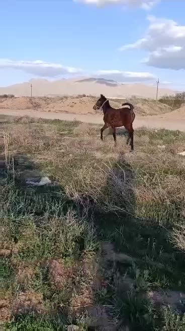 اسب مادیون|اسب و تجهیزات اسبسواری|اراک, |دیوار