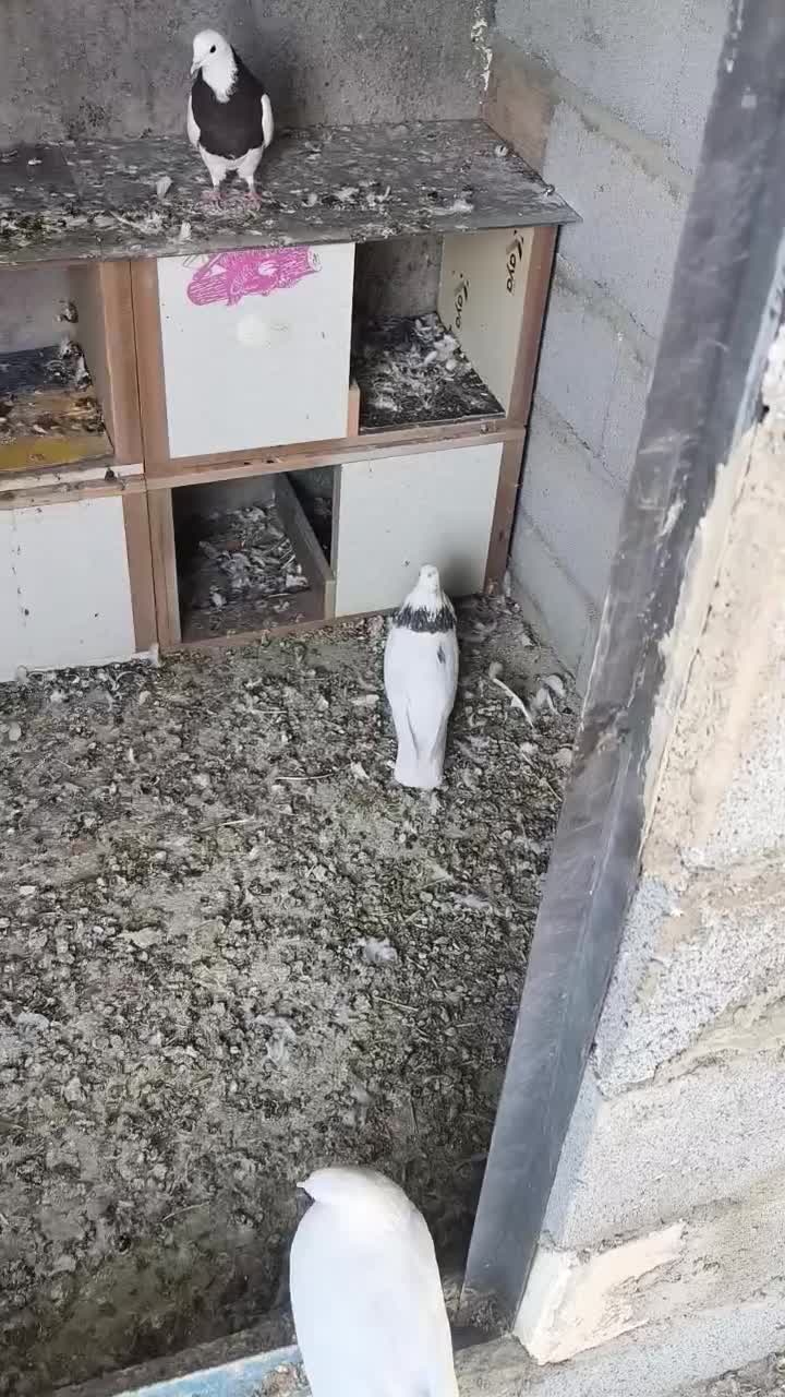 کبوتر طوقی|پرنده|عجب شیر, |دیوار