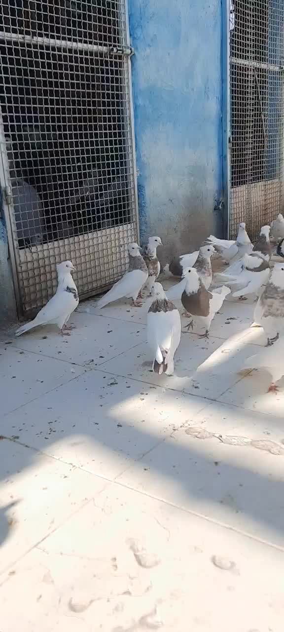 طوقی|پرنده|شهر بابک, |دیوار