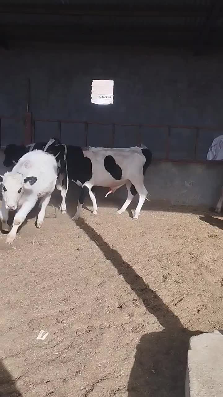 فروش انواع گوساله نر کوچک و بزرگ|حیوانات مزرعه|کرباسک, |دیوار