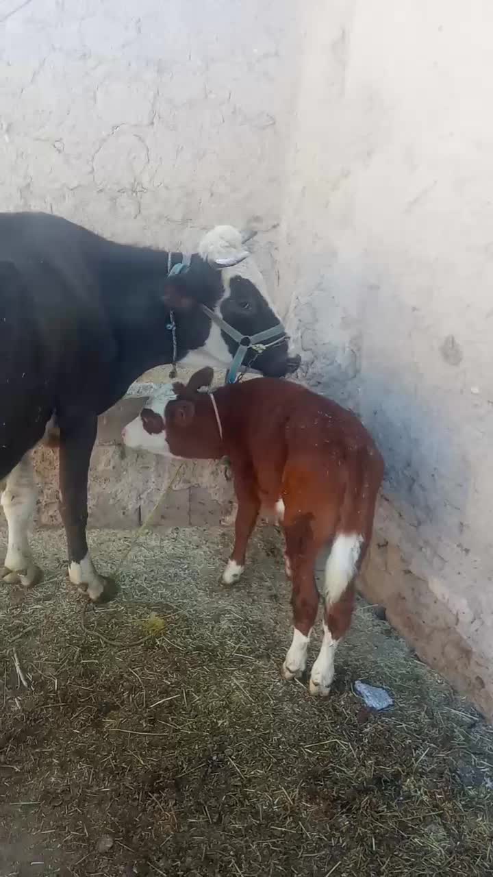 گاو گوساله جوان|حیوانات مزرعه|باوله, |دیوار