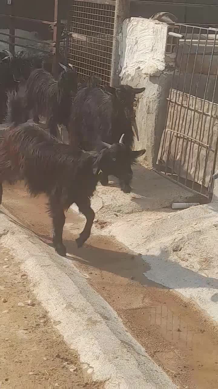 بز میش جوون|حیوانات مزرعه|بهبهان, |دیوار