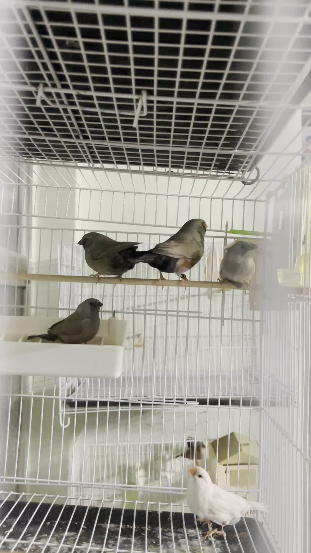 فنچ شارکول جوجه خط خونی انگلیسی|پرنده|مشهد, دانشجو|دیوار