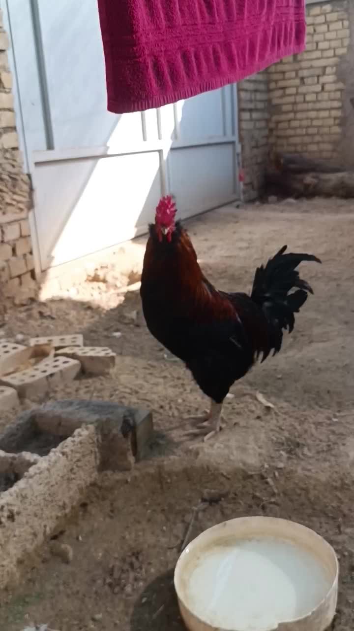 مرغ و خروس گلین|حیوانات مزرعه|اهواز, کوی ابوالفضل|دیوار