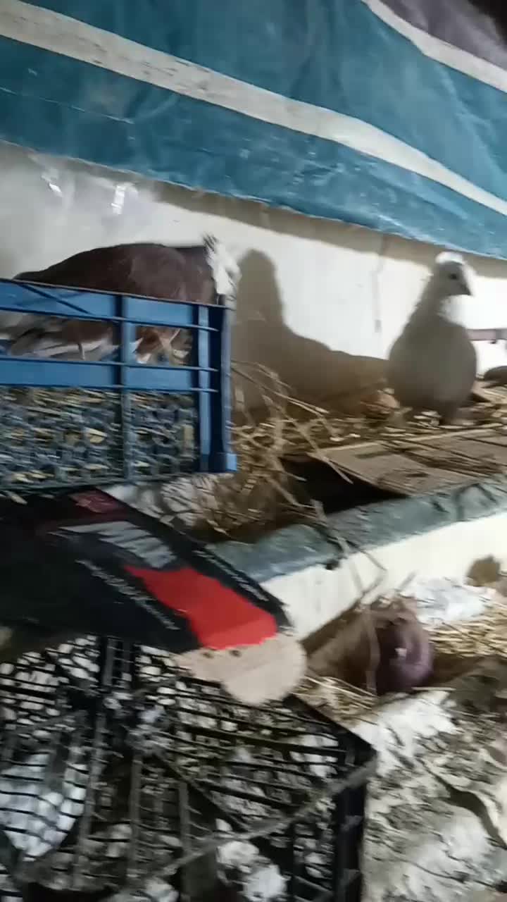 کبوتر تزئینی وپرشی|پرنده|طاهرگوراب, |دیوار