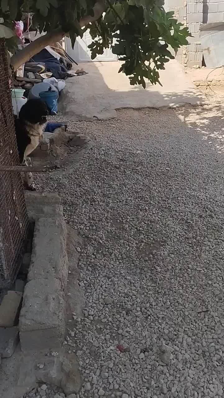شهرکردی اصیل|سگ|شیراز, آبیاری|دیوار