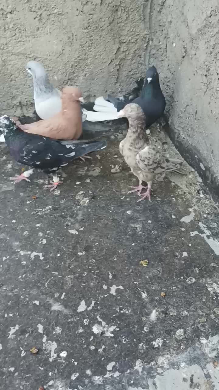 کبوتر هفت رنگ ، سیاهپوش،دم سفید ،زرد بتو نروماده،|پرنده|قزوین, |دیوار