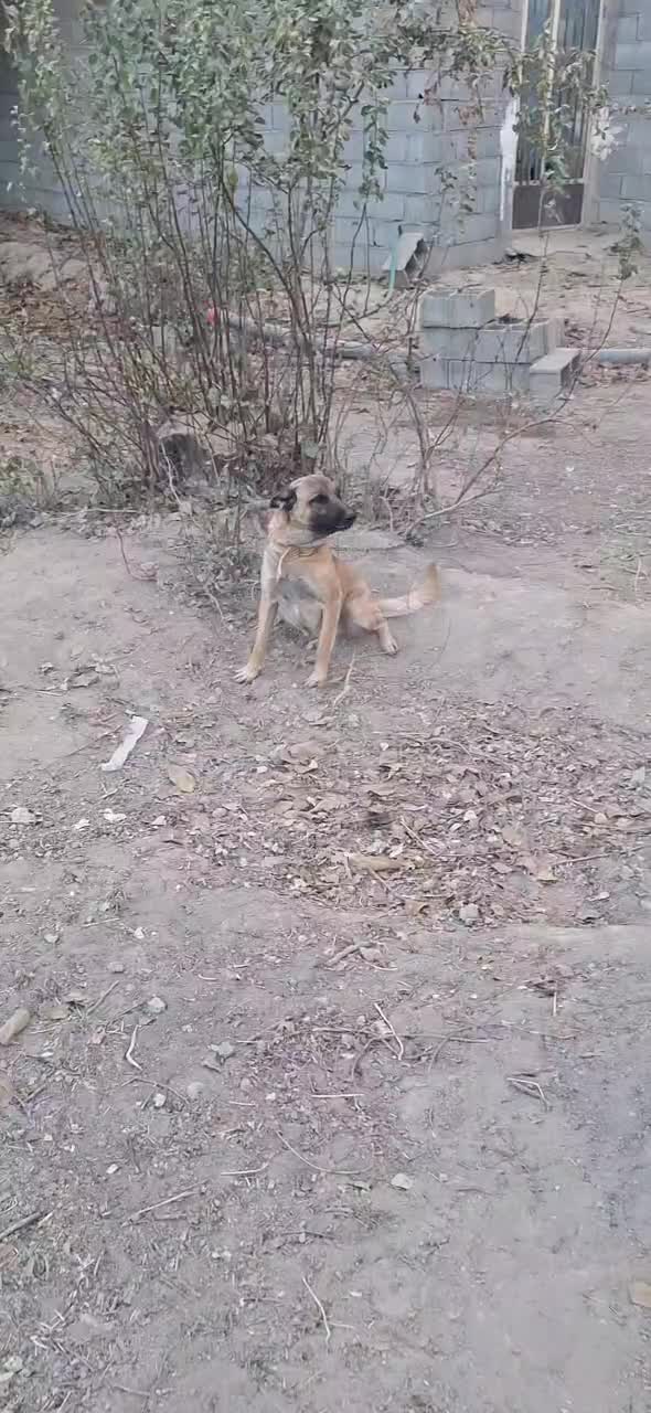 سگ مالینویز ماده|سگ|پیر بکران, |دیوار