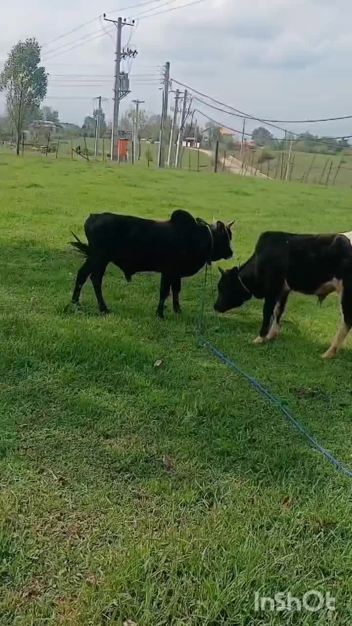 دو راس ورزا سرشاخ میزان|حیوانات مزرعه|سیاهکل, |دیوار