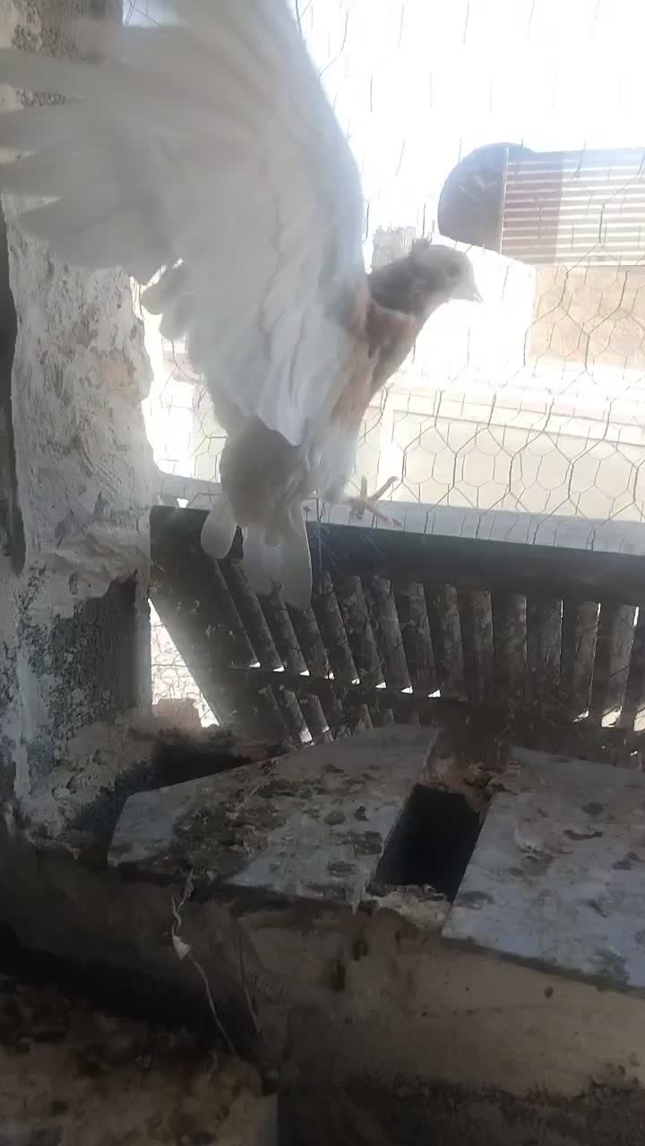 طوقی طوق سرخ طوق زرد طوق سرکه ای طوق سیاه کله|پرنده|شیراز, کوشک میدان|دیوار