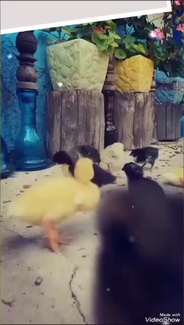 اجاره اتاق سنتی اقامتگاه بومگردی ویلا سوئیت|اجارهٔ کوتاه‌مدت آپارتمان و سوئیت|کوچصفهان, |دیوار