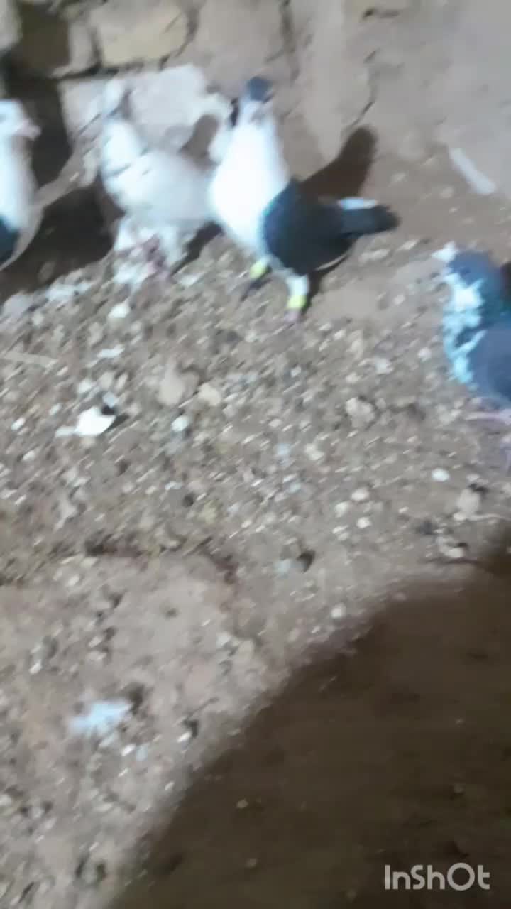 کفتر|پرنده|جلگه رخ, |دیوار