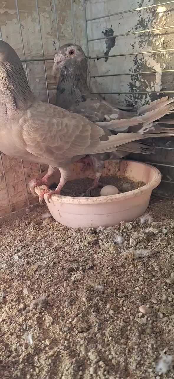 زرد خارجی جاکوبین بخارا سرور|پرنده|یزد, |دیوار