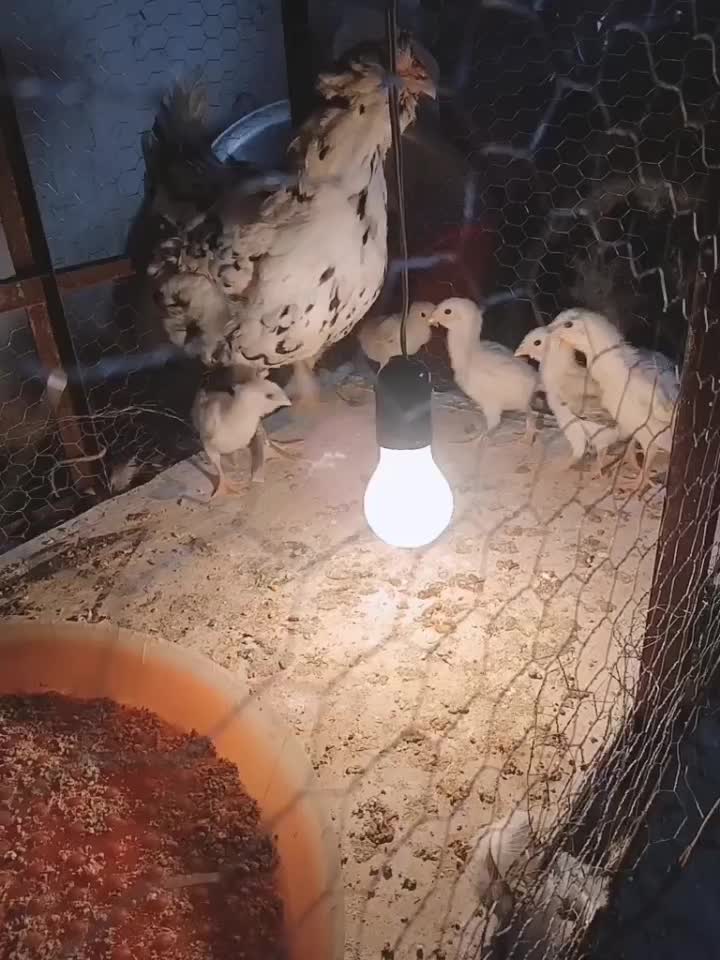 مرغ خروس|حیوانات مزرعه|کردکوی, |دیوار