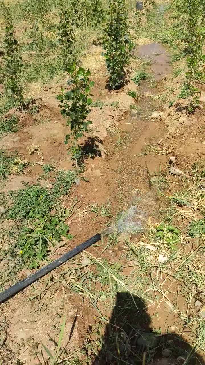 کاشت نهال|خدمات باغبانی و درختکاری|بروجرد, |دیوار