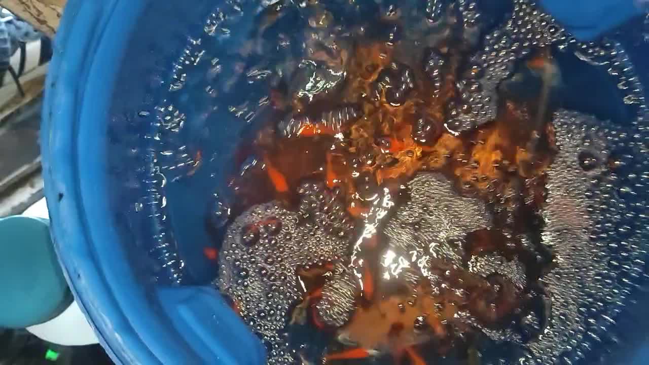 ماهی عید|ماهی|محمدیه-قزوین, |دیوار