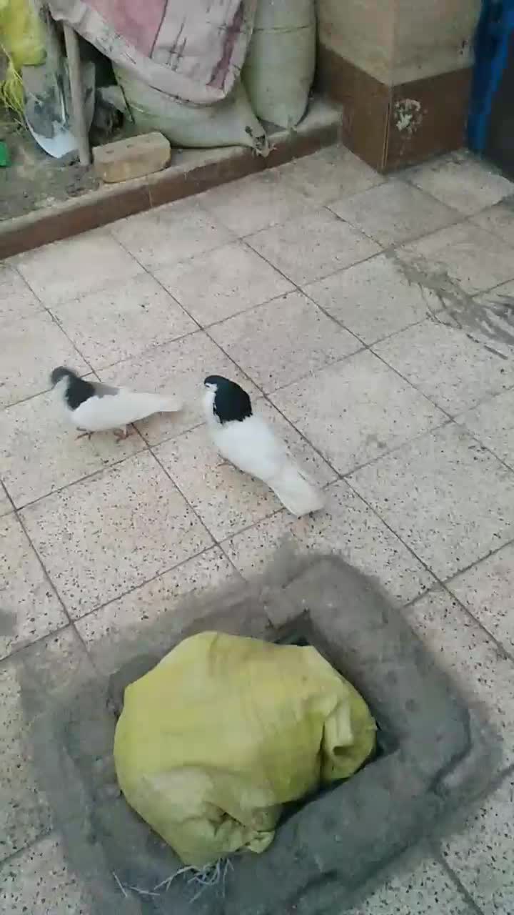 یک کبوترماده ویک جفت خال|پرنده|نیشابور, فخریه|دیوار