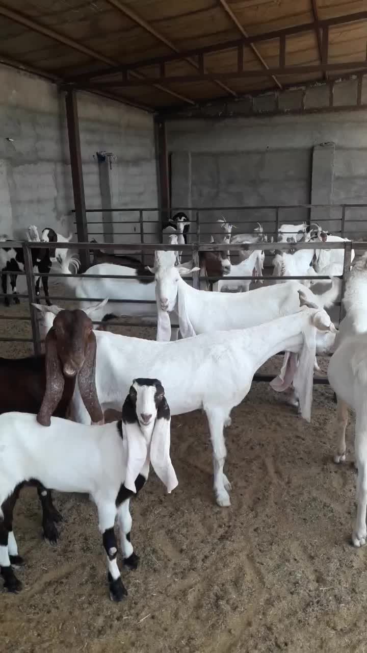 بز نر بز پاکستانی گلابی سانن میش بره قوچ|حیوانات مزرعه|تهران, مشیریه|دیوار