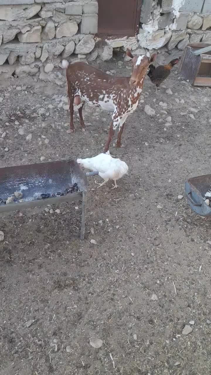 فروش بز صلاله آبستن نزدیک و درجه یک|حیوانات مزرعه|مهران (هرمزگان), |دیوار