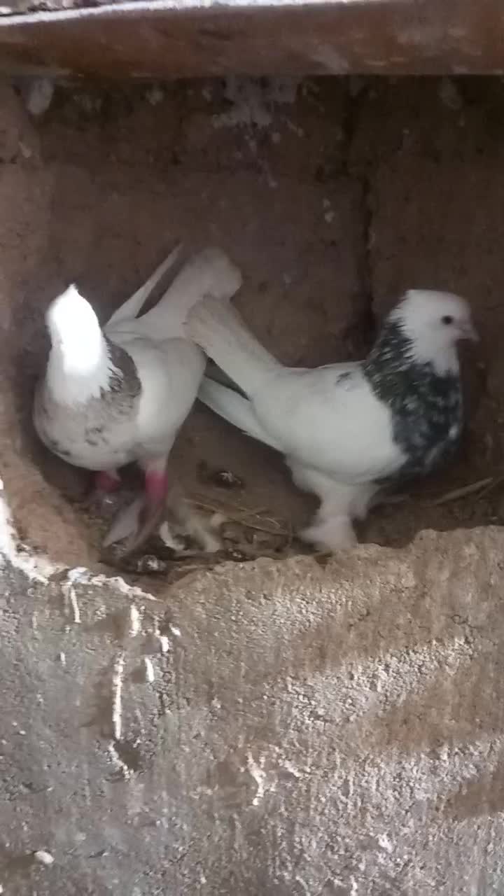 طوقی|پرنده|سرولایت, |دیوار