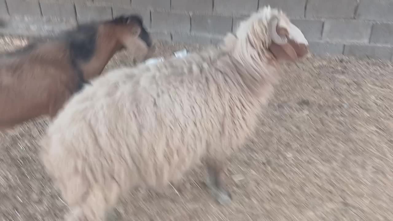 بز وبر قوچ|حیوانات مزرعه|هندیجان, |دیوار