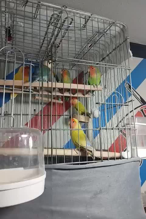 معاوضه با عروس هلندی|پرنده|پاکدشت, پاکدشت (مامازند)|دیوار